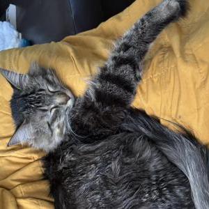 Image of Nico, Lost Cat