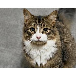 Image of Fluffy, Lost Cat