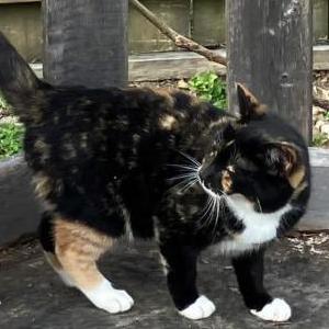 Image of Hannah, Lost Cat