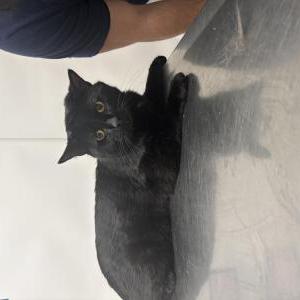 Image of Kuro, Lost Cat