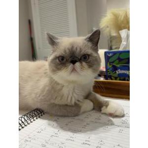 Image of Oliver, Lost Cat