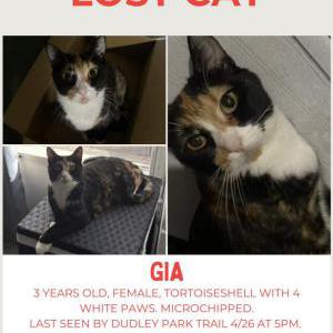 Image of Gia, Lost Cat