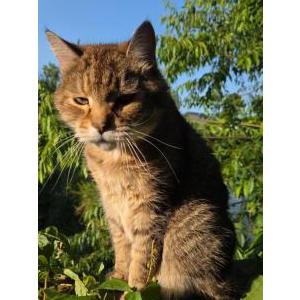 Image of Cheeto, Lost Cat