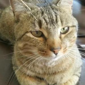 Image of KiKi, Lost Cat