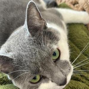 Image of Chapel, Lost Cat