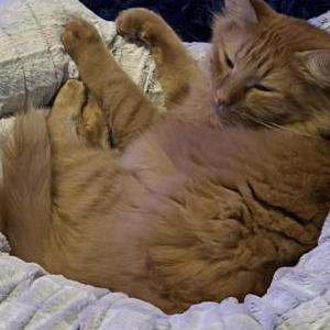 Image of Clawsy, Lost Cat