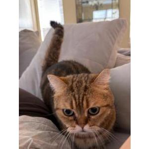 Image of Boba, Lost Cat