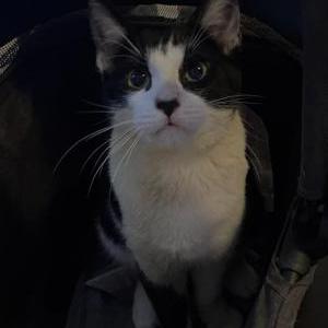 Image of Timon (Timmy), Lost Cat