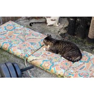Lost Cat Dexter