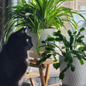 Image of Ozzy, Lost Cat