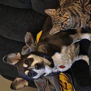 Lost Cat Sarge