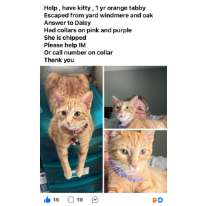 Image of Daisy, Lost Cat