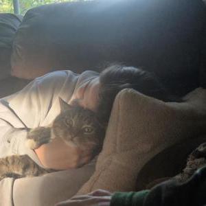 Image of Toka, Lost Cat