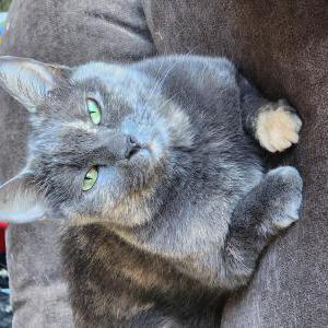 Lost Cat Gracie