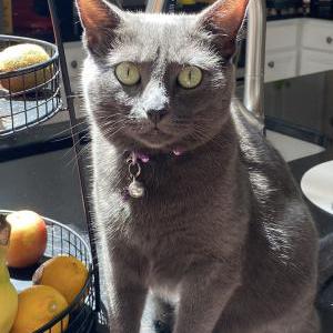 Image of Safyra, Lost Cat