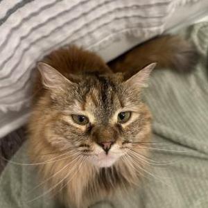 Image of Shrimp, Lost Cat