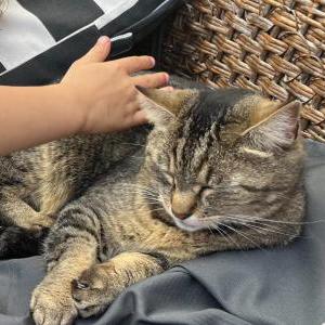 Image of Little, Lost Cat