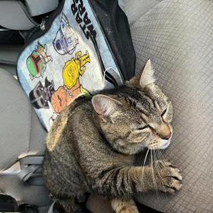 2nd Image of Little, Lost Cat