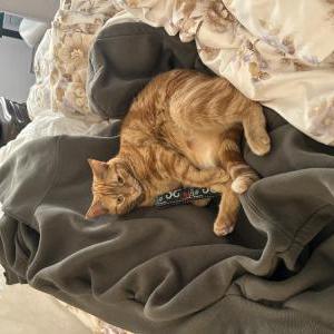 Image of Orla, Lost Cat