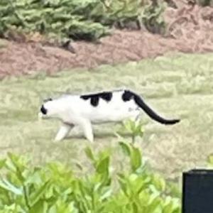 Image of Unknown, Found Cat