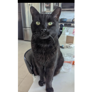 Image of Sombrero, Lost Cat