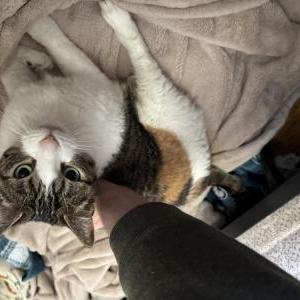 Image of Indy, Lost Cat