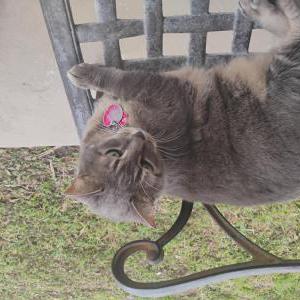 Image of Rachel, Lost Cat