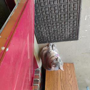 2nd Image of Rachel, Lost Cat