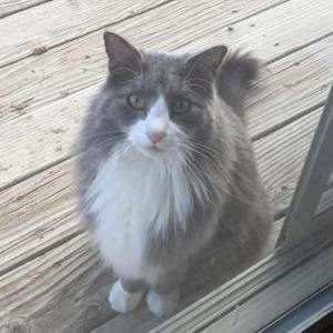 Image of Loki, Lost Cat