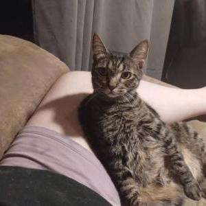Image of General, Lost Cat