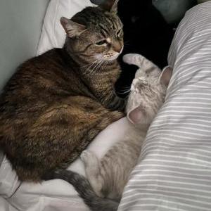 Lost Cat Mocha Wallace