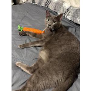 Image of Kiro, Lost Cat