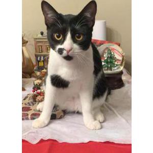 Image of Eggs, Lost Cat