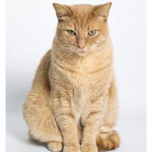 Image of Leo, Lost Cat