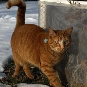 Lost Cat Ollie