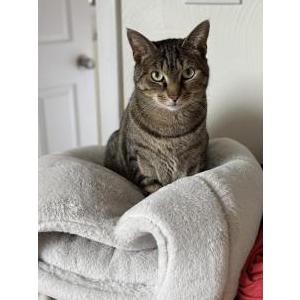 Image of Ned, Lost Cat