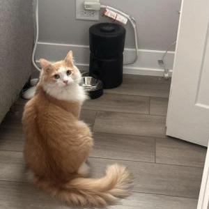 Lost Cat Hammy