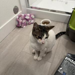 Image of unknown, Found Cat