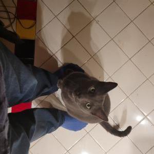Image of St John (Sinny), Lost Cat