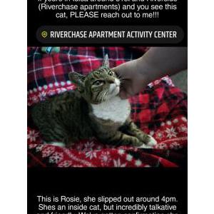 Lost Cat Rosie