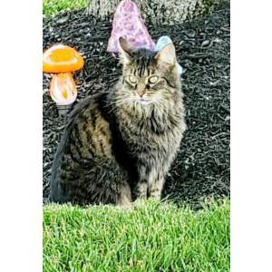Lost Cat Kitty