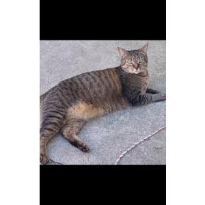 Image of Myles, Lost Cat