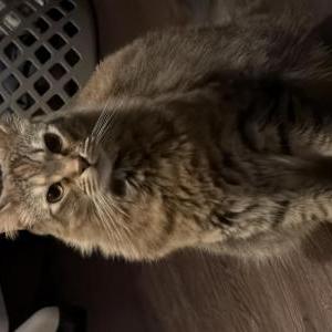 Lost Cat Nova