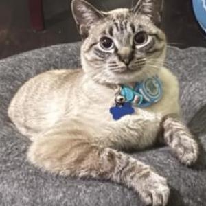 Image of Sebastian, Lost Cat