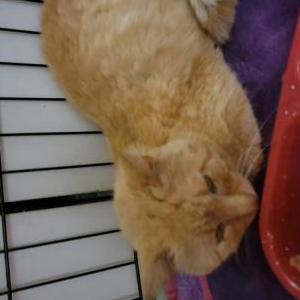 Image of Not sure, Found Cat