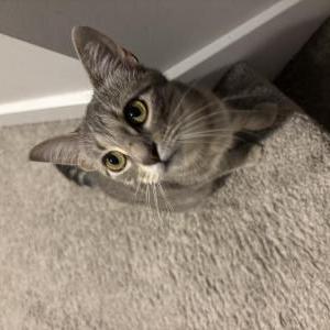 Image of Buddha, Lost Cat