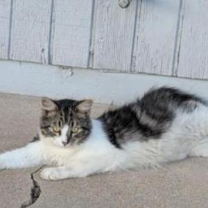 Image of Tails, Lost Cat