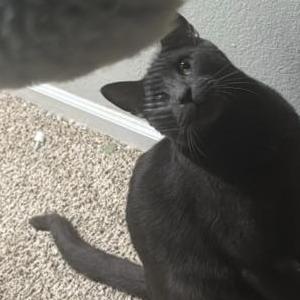 Lost Cat Ty