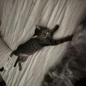 Image of Spots/Silver, Lost Cat