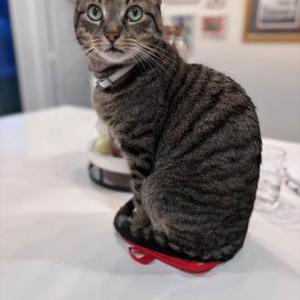 Image of Mason, Lost Cat